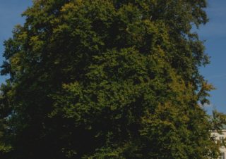 DSC3962